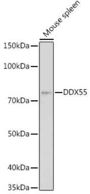 Western Blot: DDX55 Antibody [NBP3-15971] - Western blot analysis of extracts of Mouse spleen, using DDX55 antibody (NBP3-15971) at 1:1000 dilution. Secondary antibody: HRP Goat Anti-Rabbit IgG (H+L) at 1:10000 dilution. Lysates/proteins: 25ug per lane. Blocking buffer: 3% nonfat dry milk in TBST. Detection: ECL Enhanced Kit. Exposure time: 180s.