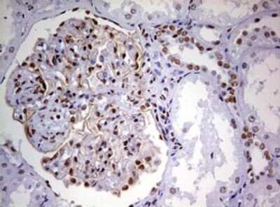 Immunohistochemistry: DDX56 Antibody (OTI2E5) - Azide and BSA Free [NBP2-71964] - Analysis of Human Kidney tissue. (Heat-induced epitope retrieval by 10mM citric buffer, pH6.0, 120C for 3min)