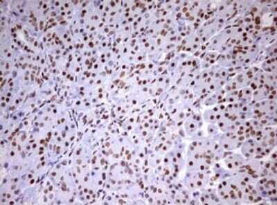 Immunohistochemistry: DDX56 Antibody (OTI2E5) - Azide and BSA Free [NBP2-71964] - Analysis of Human pancreas tissue. (Heat-induced epitope retrieval by 10mM citric buffer, pH6.0, 120C for 3min)