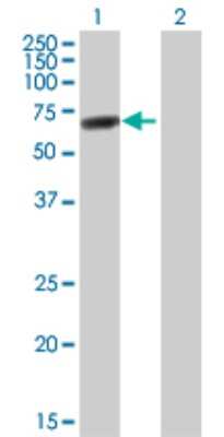 Western Blot: DDX56 Antibody [H00054606-B01P] - Analysis of DDX56 expression in transfected 293T cell line by DDX56 polyclonal antibody.  Lane 1: DDX56 transfected lysate(60.17 KDa). Lane 2: Non-transfected lysate.