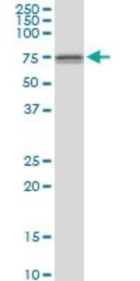 Western Blot: DDX59 Antibody [H00083479-B01P] - Analysis of DDX59 expression in Hela S3 NE.