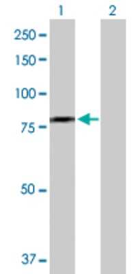 Western Blot: DDX59 Antibody [H00083479-B01P] - Analysis of DDX59 expression in transfected 293T cell line by DDX59 polyclonal antibody.  Lane 1: DDX59 transfected lysate(68.09 KDa). Lane 2: Non-transfected lysate.