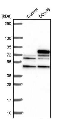 Western Blot: DDX59 Antibody [NBP2-13909] - Analysis in control (vector only transfected HEK293T lysate) and DDX59 over-expression lysate (Co-expressed with a C-terminal myc-DDK tag (3.1 kDa) in mammalian HEK293T cells).