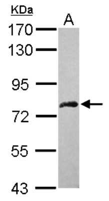 Western Blot: DDX59 Antibody [NBP2-16142] - Sample (30 ug of whole cell lysate) A: HCT116 7. 5% SDS PAGE gel, diluted at 1:1000.