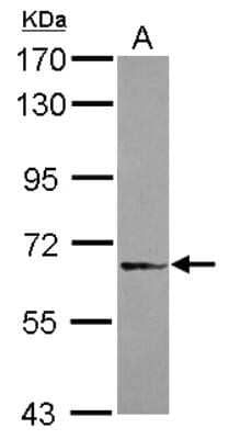 Western Blot: DDX59 Antibody [NBP2-16143] - Sample (30 ug of whole cell lysate) A: A549 7. 5% SDS PAGE gel, diluted at 1:1000.