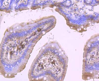 Immunohistochemistry-Paraffin: DDX6 Antibody (JB41-32) [NBP2-75466] - Analysis of paraffin-embedded mouse small intestine tissue using anti-DDX6 antibody. Counter stained with hematoxylin.