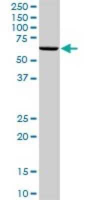 Western Blot: DDX6 Antibody [H00001656-D01P] - Analysis of DDX6 expression in mouse testis.