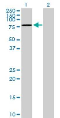 Western Blot: DDX6 Antibody [H00001656-D01P] - Analysis of DDX6 expression in transfected 293T cell line by DDX6 rabbit polyclonal antibody.Lane 1: DDX6 transfected lysate(53.20 KDa).Lane 2: Non-transfected lysate.