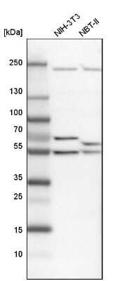 Western Blot: DDX6 Antibody [NBP1-83249] - Analysis in mouse cell line NIH-3T3 and rat cell line NBT-II.