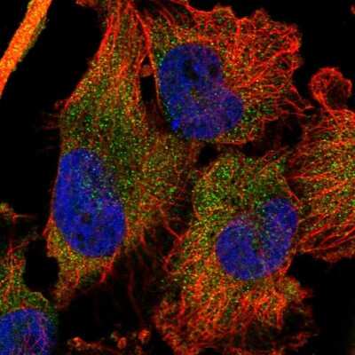 Immunocytochemistry/ Immunofluorescence DDX60 Antibody - BSA Free