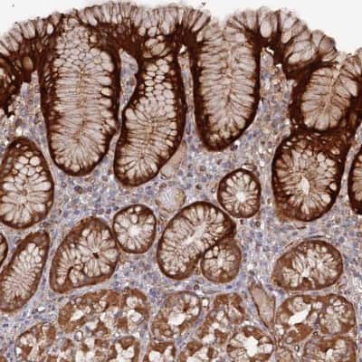 Immunohistochemistry-Paraffin: DDX60 Antibody [NBP1-91826] - Staining of human stomach shows strong cytoplasmic positivity in glandular cells.