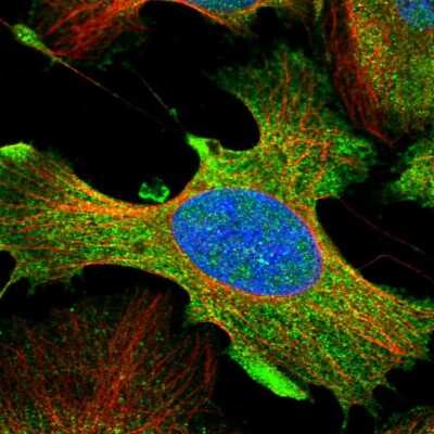 Immunocytochemistry/ Immunofluorescence DDX60L Antibody - BSA Free