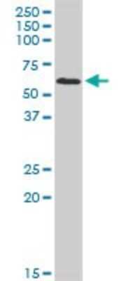 Western Blot: DEAF1 Antibody [H00010522-D01P] - Analysis of DEAF1 expression in Hela S3 NE.