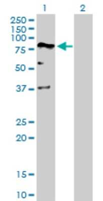Western Blot: DEAF1 Antibody [H00010522-D01P] - Analysis of DEAF1 expression in transfected 293T cell line by DEAF1 polyclonal antibody.Lane 1: DEAF1 transfected lysate(59.30 KDa).Lane 2: Non-transfected lysate.