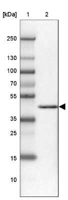 Western Blot DEAF1 Antibody