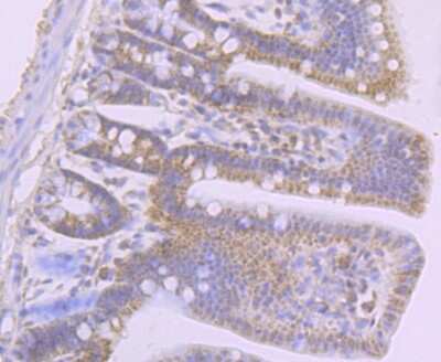 Immunohistochemistry-Paraffin: DEC-205/CD205 Antibody (JB87-35) [NBP2-75467] - Analysis of paraffin-embedded mouse colon tissue using anti-LY75 antibody. Counter stained with hematoxylin.