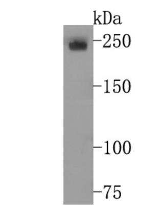 Western Blot DEC-205/CD205 Antibody (JB87-35)