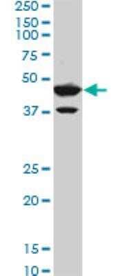 Western Blot: DEC1 Antibody (5B1) [H00008553-M01] - Western Blot analysis of BHLHB2 expression in Hela NE ( Cat # L013V3 ).