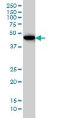 Western Blot: DEC1 Antibody (5B1) [H00008553-M01] - BHLHB2 monoclonal antibody (M01), clone 5B1 Analysis of BHLHB2 expression in HepG2.