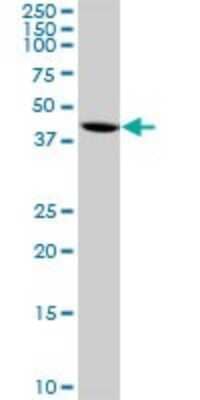 Western Blot: DEC1 Antibody (5B1) [H00008553-M01] - BHLHB2 monoclonal antibody (M01), clone 5B1. Analysis of BHLHB2 expression in Raw 264.7.