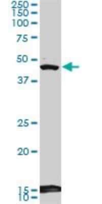 Western Blot DEC1 Antibody (5B1)