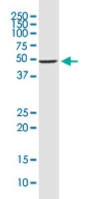 Western Blot: DEC1 Antibody (5B1) [H00008553-M01] - BHLHB2 monoclonal antibody (M01), clone 5B1. Analysis of BHLHE40 expression in K-562.