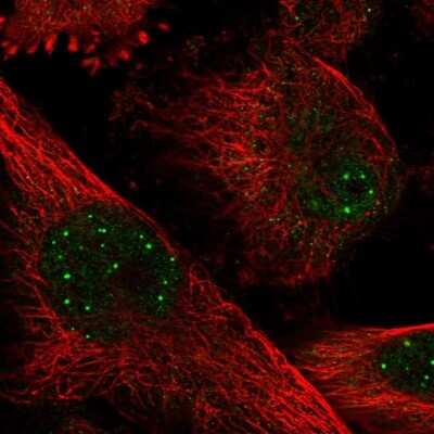 Immunocytochemistry/Immunofluorescence: DEC1 Antibody [NBP2-47488] - Immunofluorescent staining of human cell line U-251 MG shows localization to nuclear bodies.