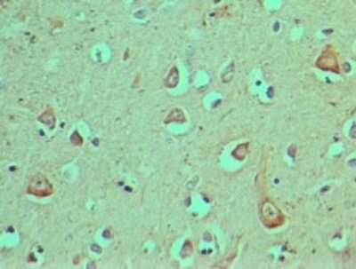 Immunohistochemistry-Paraffin: DEC1 Antibody [NBP2-27151] - Staining of human brain tissue probed with Dec1 antibody at 5 ug/ml.