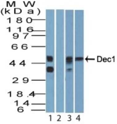 Western Blot: DEC1 Antibody [NBP2-27151] - Analysis of Lysate from human brain in the 1) absence, 2) presence of immunizing peptide, 3) mouse brain and 4) rat brain probed with Dec1 antibody at 3 ug/ml. Goat anti-rabbit IgG HRP secondary antibody and PicoTect ECL substrate solution were used for this test.