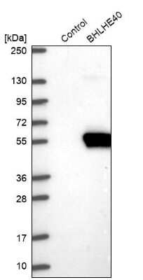 Western Blot DEC1 Antibody