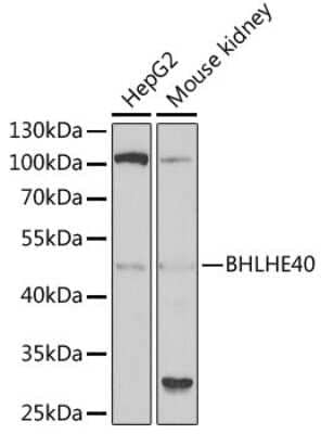 Western Blot: DEC1 Antibody [NBP2-92900] - Analysis of extracts of various cell lines, using 44166 at 1:1000 dilution.Secondary antibody: HRP Goat Anti-Rabbit IgG (H+L) at 1:10000 dilution.Lysates/proteins: 25ug per lane.Blocking buffer: 3% nonfat dry milk in TBST.Detection: ECL Basic Kit .Exposure time: 90s.