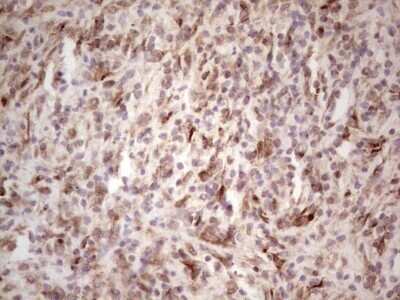 Immunohistochemistry: DEC2/SHARP1 Antibody (OTI5B1) - Azide and BSA Free [NBP2-72203] - Analysis of Human lymph node tissue.
