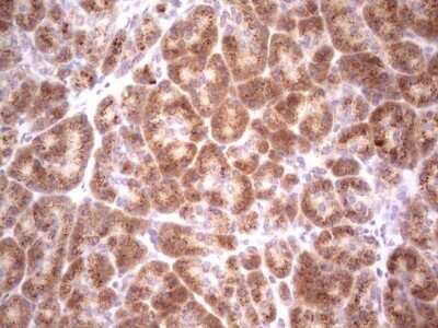 Immunohistochemistry: DEC2/SHARP1 Antibody (OTI5B1) - Azide and BSA Free [NBP2-72203] - Analysis of Human pancreas tissue.