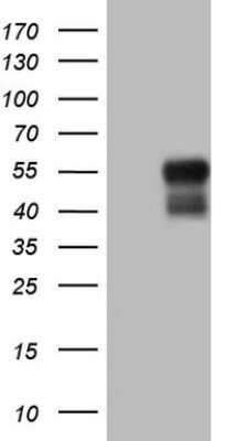 Western Blot: DEC2/SHARP1 Antibody (OTI5B1) - Azide and BSA Free [NBP2-72203] - Analysis of HEK293T cells were transfected with the pCMV6-ENTRY control (Left lane) or pCMV6-ENTRY DEC2.