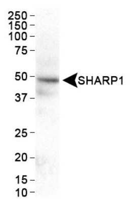 Western Blot: DEC2/SHARP1 Antibody [NBP1-19613] - Analysis of SHARP1 in HeLa whole cell extract.