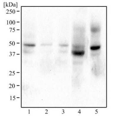 Western Blot: DEC2/SHARP1 Antibody [NBP1-19613] - Analysis of HeLa (1), Raw 264.7 (2), A431 (3), MCF7 (4), and PC12 (5) using SHARP1 antibody at 2 ug/mL.