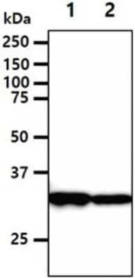 Western Blot: DECR1 Antibody (3B2) [NBP2-59469] - Lane 1: PC3 cell lysates, Lane 2: HepG2 cell lysates