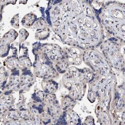 Immunohistochemistry-Paraffin DECR1 Antibody - BSA Free