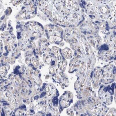 Immunohistochemistry-Paraffin: DECR1 Antibody [NBP1-85264] - Staining of human placenta shows low expression as expected.