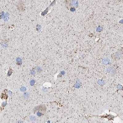 Immunohistochemistry-Paraffin: DECR1 Antibody [NBP1-85264] - Staining of human cerebral cortex.