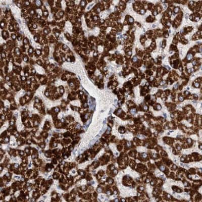 Immunohistochemistry-Paraffin: DECR1 Antibody [NBP1-85265] - Staining of human liver shows high expression.