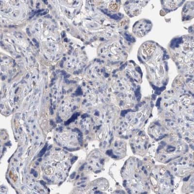 Immunohistochemistry-Paraffin: DECR1 Antibody [NBP1-85265] - Staining of human placenta shows low expression as expected.