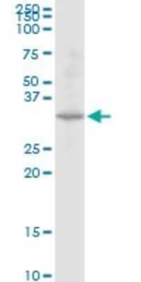 Western Blot: DECR2 Antibody [H00026063-B01P] - Analysis of DECR2 expression in PC-12.