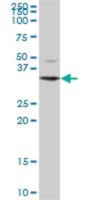Western Blot: DECR2 Antibody [H00026063-B01P] - Analysis of DECR2 expression in HepG2 .