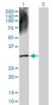 Western Blot: DECR2 Antibody [H00026063-D01P] - Analysis of DECR2 expression in transfected 293T cell line by DECR2 polyclonal antibody.Lane 1: DECR2 transfected lysate(30.80 KDa).Lane 2: Non-transfected lysate.