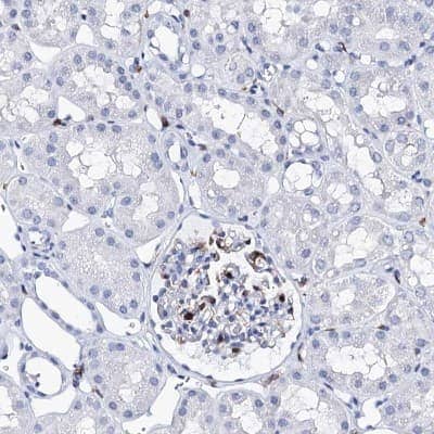 Immunohistochemistry-Paraffin: DEF6 Antibody [NBP1-81618] - Staining of human kidney shows low expression as expected.