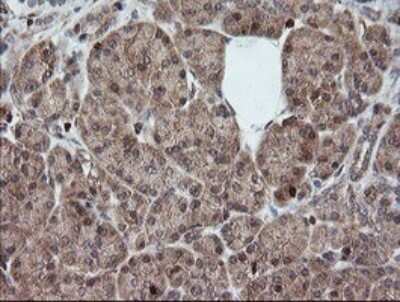 Immunohistochemistry: DEF6 Antibody (OTI3F9) - Azide and BSA Free [NBP2-71868] - Analysis of Human pancreas tissue.