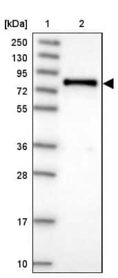 Western Blot: DEF6 Antibody [NBP1-81618] - Lane 1: Marker  [kDa] 250, 130, 95, 72, 55, 36, 28, 17, 10.  Lane 2: Human cell line RT-4