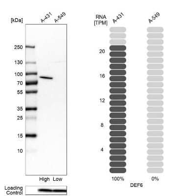 Western Blot: DEF6 Antibody [NBP1-81618] - Analysis in human cell lines A-431 and A-549. Corresponding RNA-seq data are presented for the same cell lines. Loading control: Anti-PPIB.