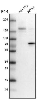 Western Blot: DEF6 Antibody [NBP1-81618] - Analysis in mouse cell line NIH-3T3 and rat cell line NBT-II.